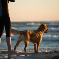 Dog at the beach with his owner