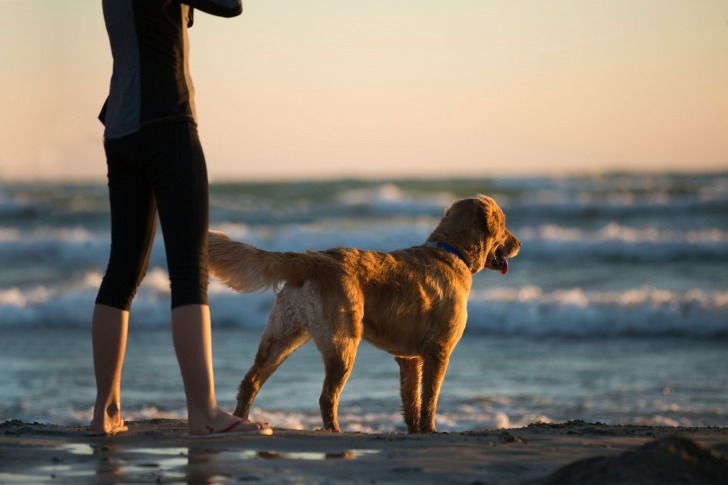 Dog at the beach with his owner