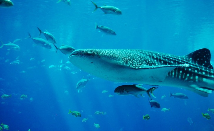 Whale sharks in the water