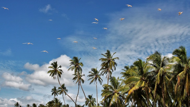Sri Lanka palms and birds