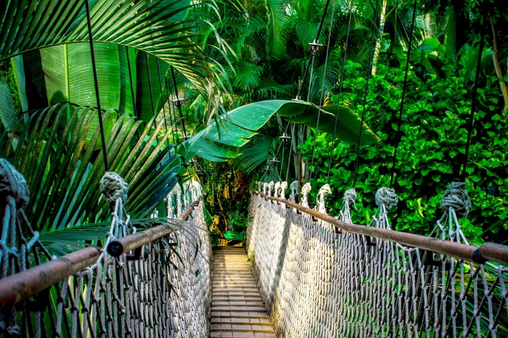 Suspension bridge in the palms