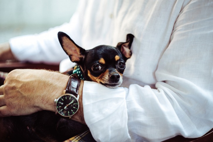 A dog in a lap