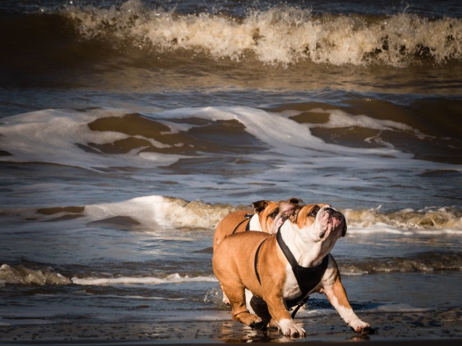 Dogs playing in the water