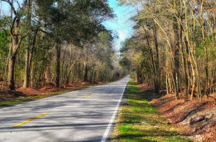 Road through the forest