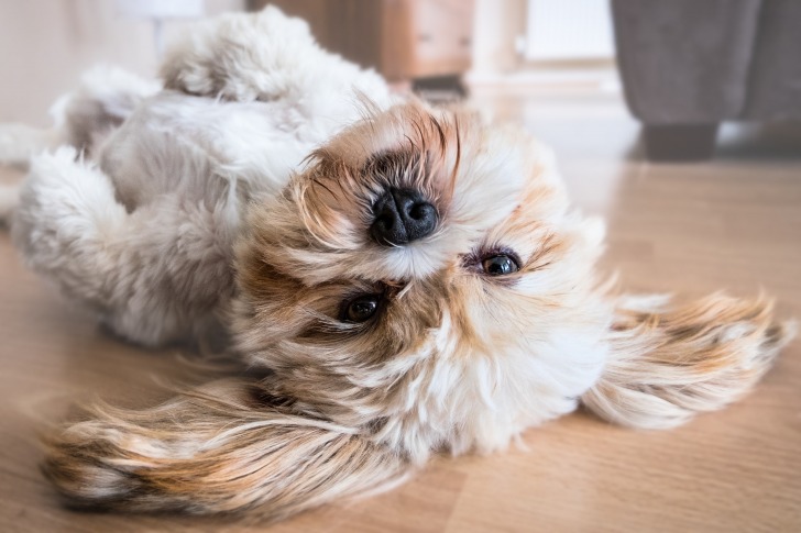 Dog on the floor