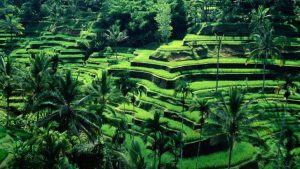 6932447-bali-nature-view