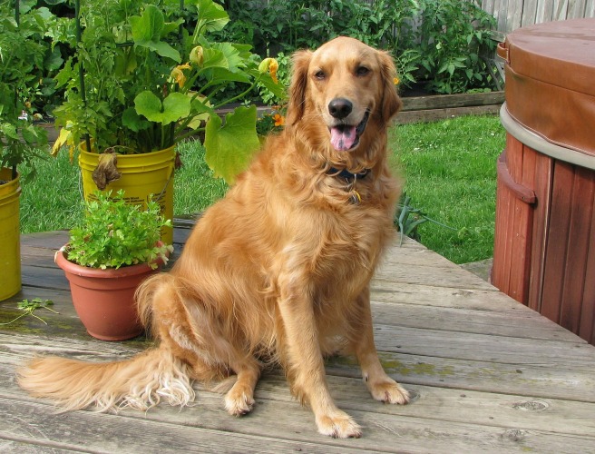 A dog in the garden