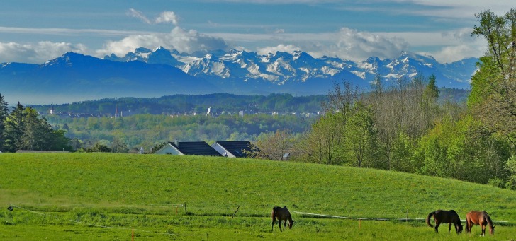 Horses Grazing