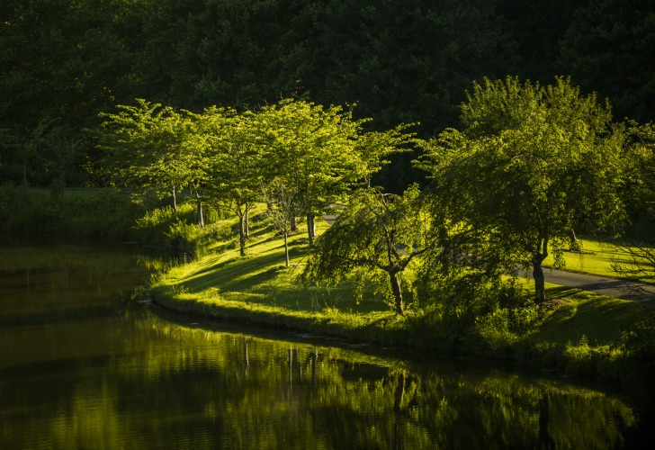 Green trees at the water