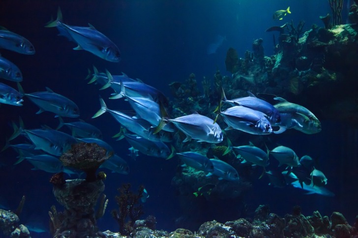 Large aquarium fish