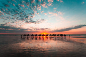 Broome Cable Beach camels in Broome, Western Australia.