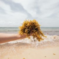 Guide to the Cancun Seaweed Season