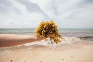 Guide to the Cancun Seaweed Season
