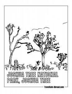 Joshua Tree National Park, Joshua Tree