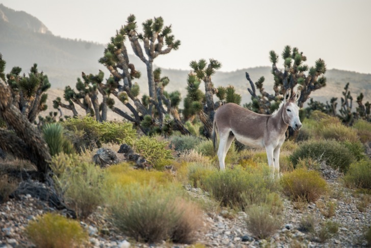 Mount Charleston, Estados Unidos