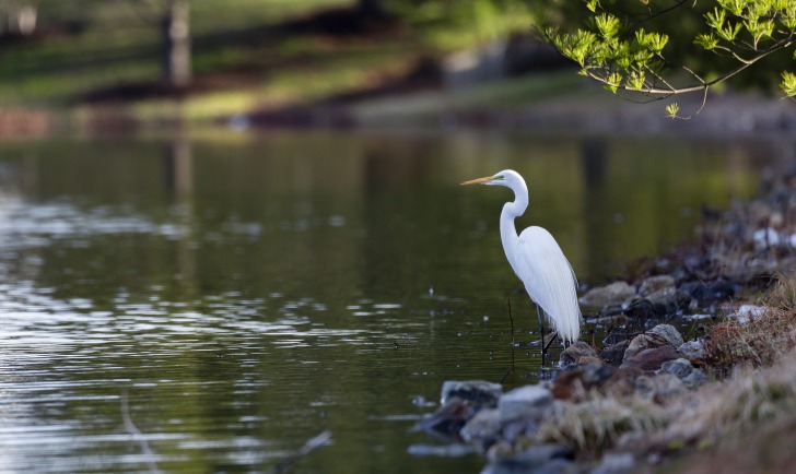 White heron in the water