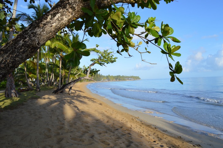 Fig tree and palms at the beach