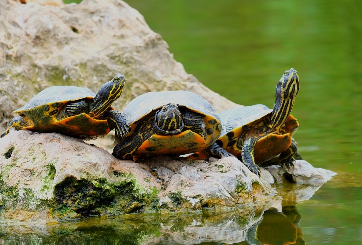 Three turtles on the stone
