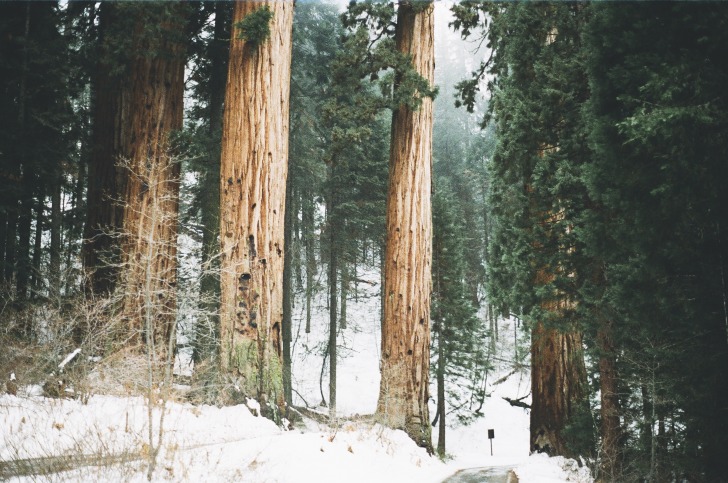 Redwood trees in winter