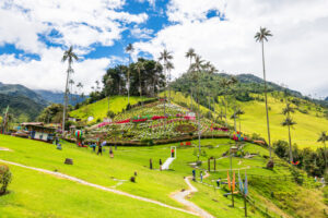 Salento (Quindio), Colombia, 08.15.2025: landscape view of the Cocora Valley with the high Wax Palm declared as the national tree and symbol of Colombia.