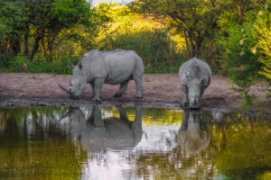 Serowe White Rhinos taking a mud bath, Khama Rhino Sanctuary, Serowe, Botswana