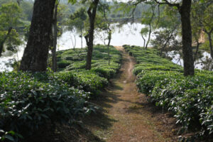 Srimangal Tea plantation countryside around Srimangla, eastern Bangladesh