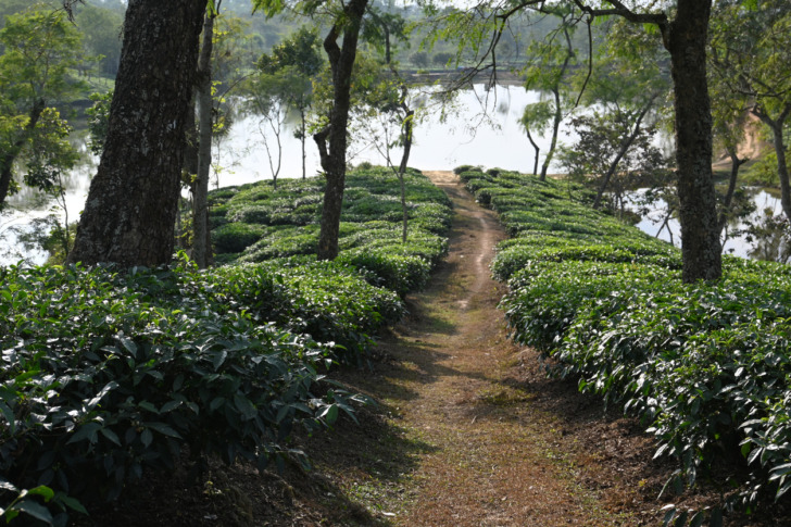 Srimangal, Bangladesh