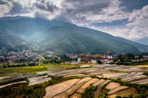 Thimphu Paddy filed above the palace Thimphu,Bhutan