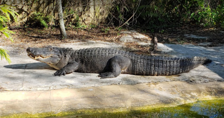 Croc Encounters