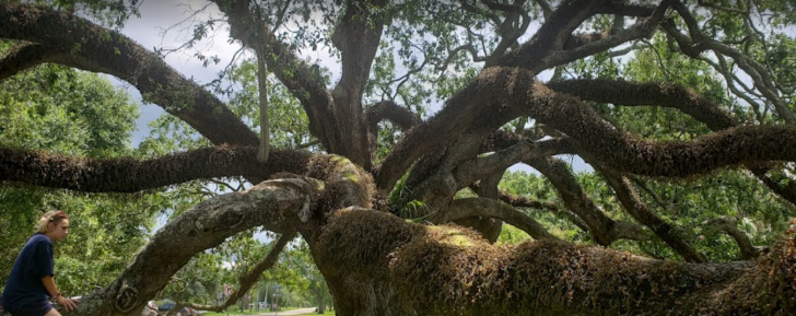 Couturie Forest