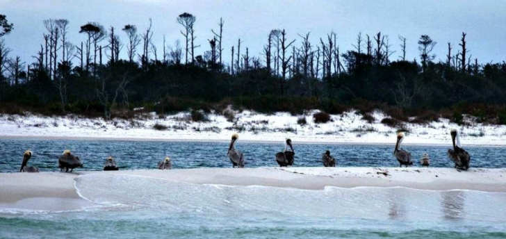 Explore Shell Island