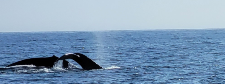 Whale Watching Tour - San Diego, California