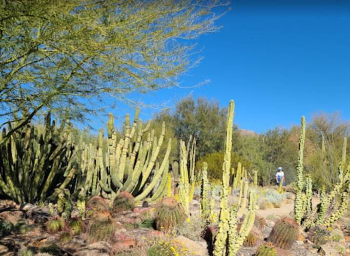 Arizona Sonora Desert Museum