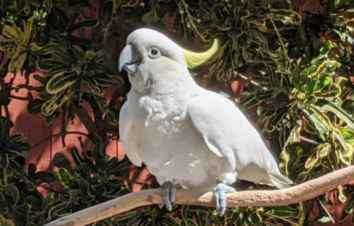 Sarasota Jungle Gardens