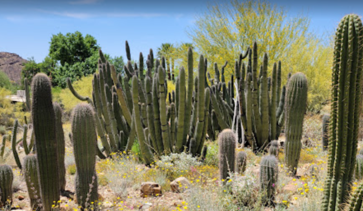 Sonora Desert Museum