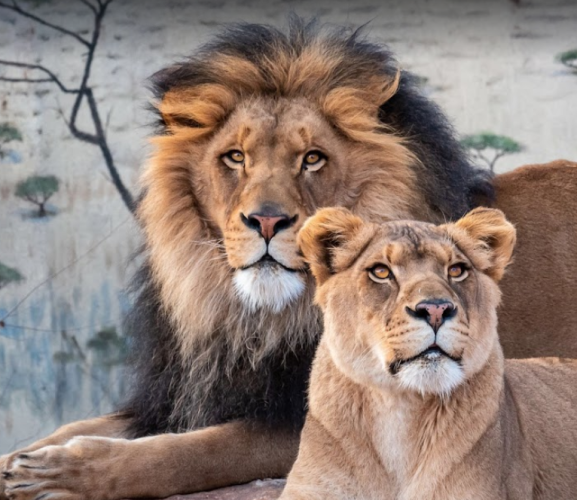 ABQ Biopark Zoo