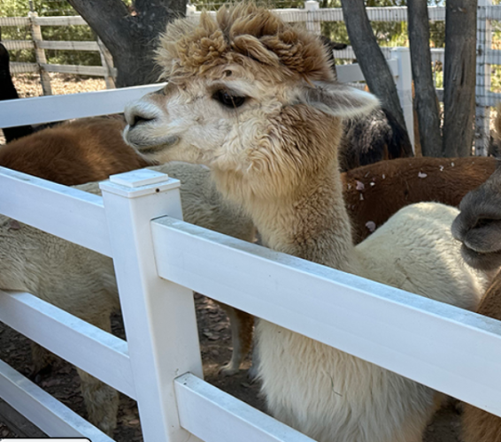 The Alpaca Hacienda