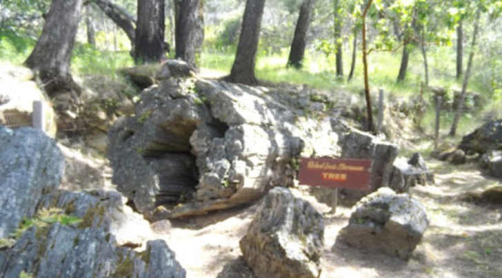 Petrified Forest