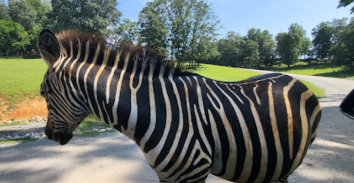 Virginia Safari Park