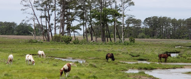 Chincoteague National Wildlife Refuge