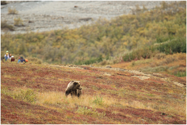a grizzly bear foraging in a grassy, open landscape