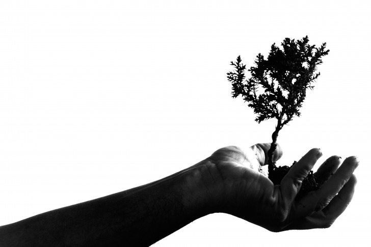 Bonsai tree in hand