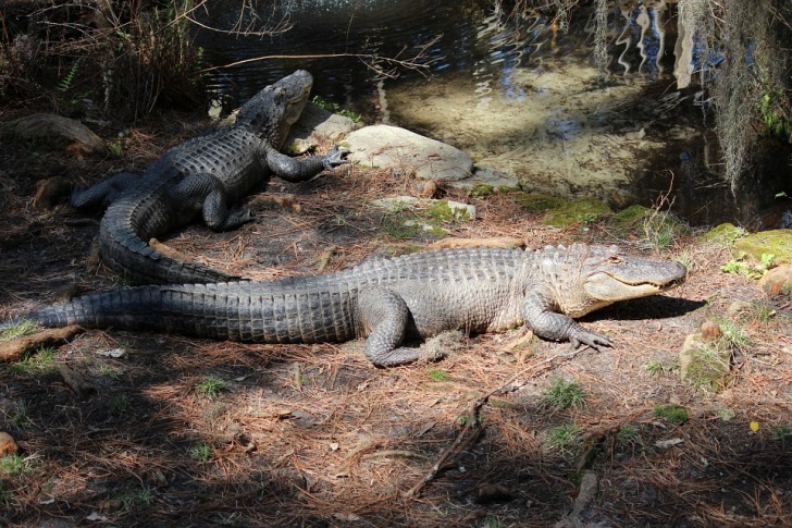 Okefenokee swamp alligators
