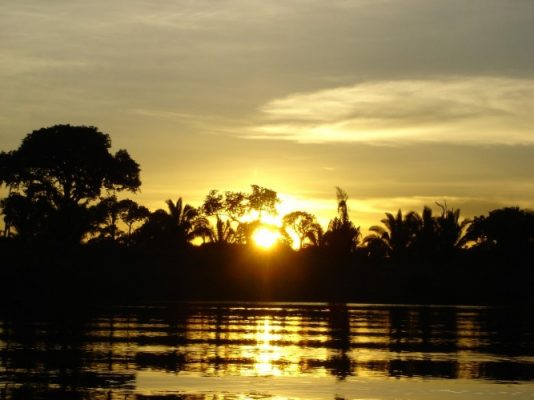 Sun among palm trees