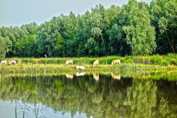 Traveling, Hiking, Netherlands, Hoge Veluwe National Park