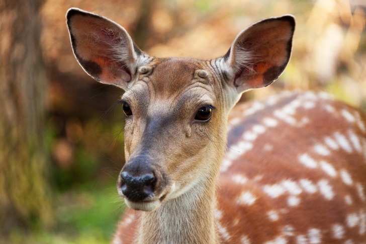 Spotted deer