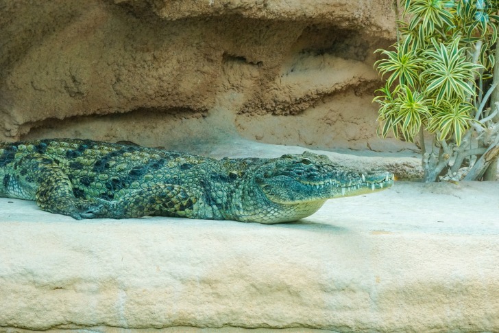 Alligator