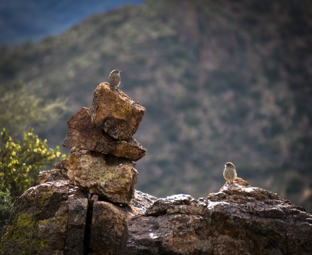 Birds on the stones