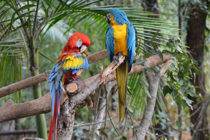 Parrots