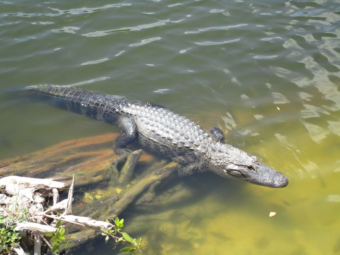 Alligator